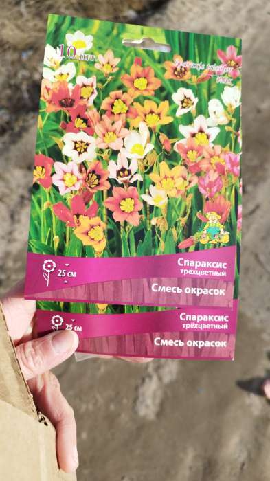 Фотография покупателя товара Спараксис трёхцветный Cмесь окрасок, 10 шт., р-р 5/+ - Фото 2