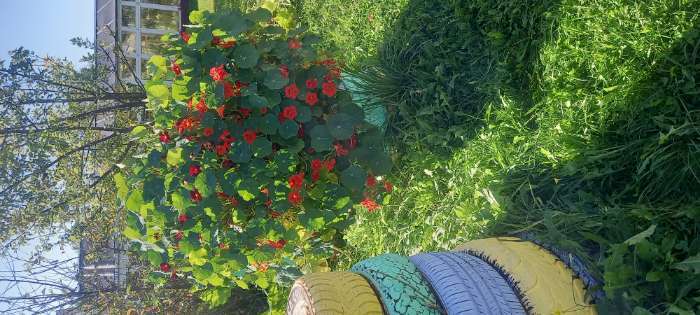 Фотография покупателя товара Семена цветов Настурция низкорослая "Клубника со сливками", 1 г - Фото 4