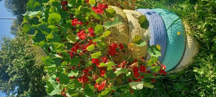 Фотография покупателя товара Семена цветов Настурция низкорослая "Клубника со сливками", 1 г - Фото 1