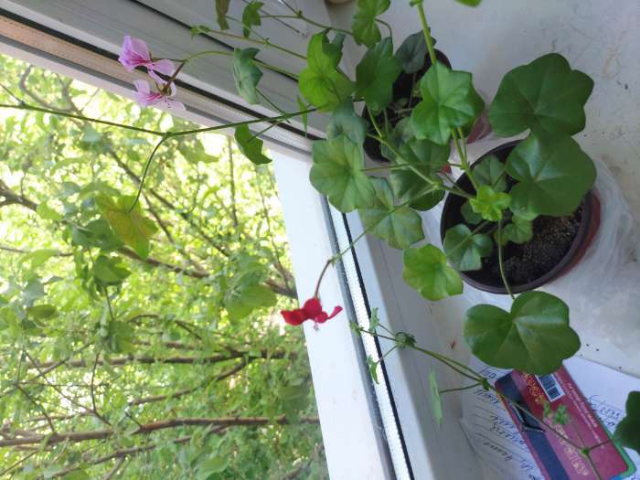 Фотография покупателя товара Семена цветов Герань, "Водопад лета", плющелистная, смесь, 5 шт.