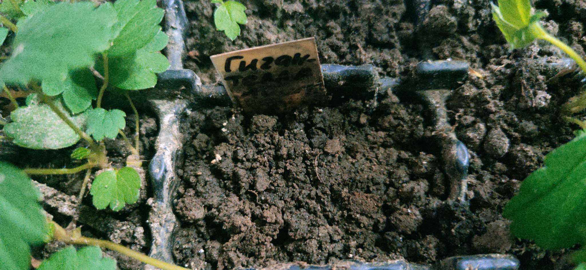 Фотография покупателя товара Семена Клубника "Гигантелла", 10 шт - Фото 1