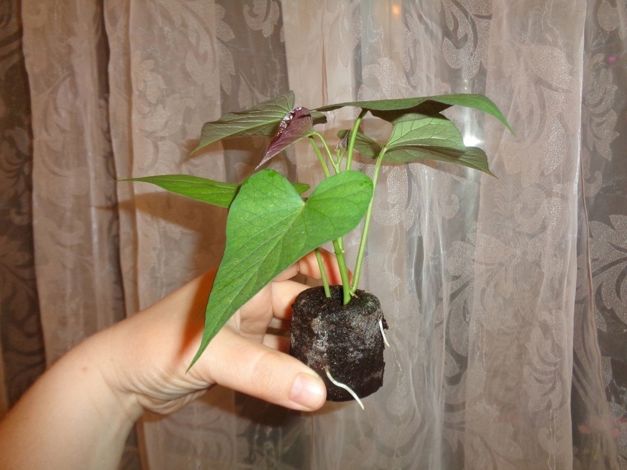 Фотография покупателя товара Гель Фитоклон для укоренения черенков растений Effect+™, 4 мл - Фото 10