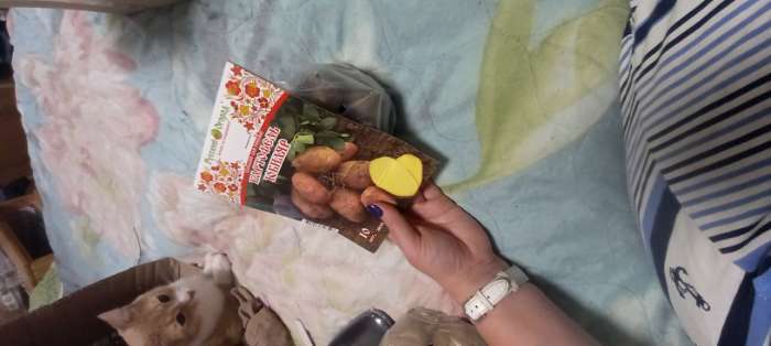 Фотография покупателя товара Семенной картофель "Юбиляр", желтая мякоть, разбор 28/55, среднеранний, Весна 2026 - Фото 1