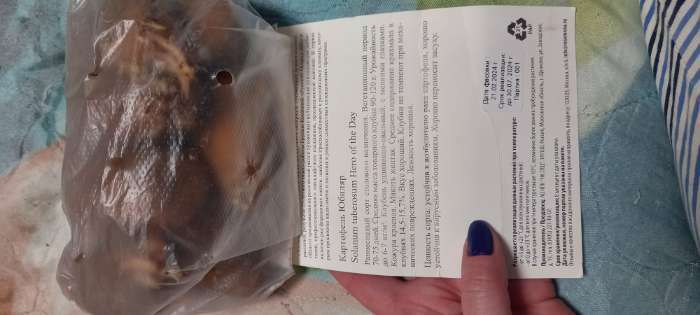 Фотография покупателя товара Семенной картофель "Юбиляр", желтая мякоть, разбор 28/55, среднеранний, Весна 2026 - Фото 4