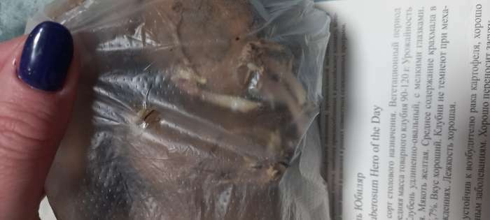 Фотография покупателя товара Семенной картофель "Юбиляр", желтая мякоть, разбор 28/55, среднеранний, Весна 2026 - Фото 3