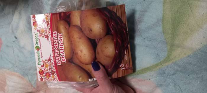 Фотография покупателя товара Семенной картофель "Великан" 10 шт Супер Элита, р/р 28/55 - Фото 4