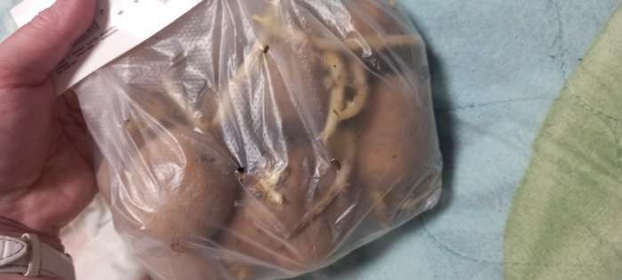 Фотография покупателя товара Семенной картофель "Великан", светло-желтая мякоть, разбор 28/55, среднеспелый, Весна 2026 - Фото 3