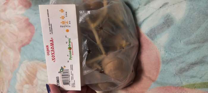 Фотография покупателя товара Семенной картофель "Великан", светло-желтая мякоть, разбор 28/55, среднеспелый, Весна 2026 - Фото 4