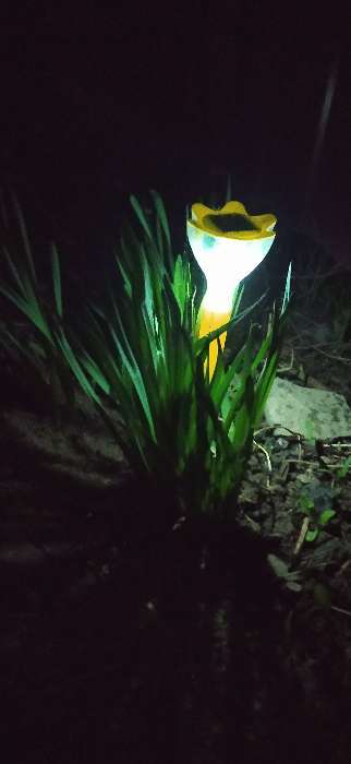 Фотография покупателя товара Садовый светильник на солнечной батарее «Цветок жёлтый», 6 × 29 × 6 см, 1 LED, свечение белое - Фото 5