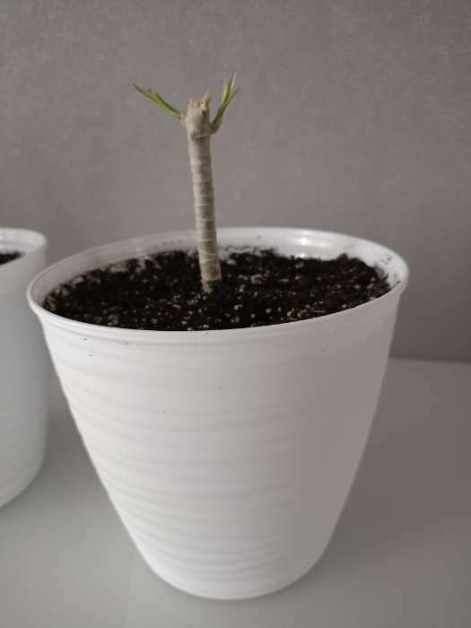 Фотография покупателя товара Горшок для цветов с поддоном Saffron, 5.4 л, d=22.4 см, h=20.5 см, пластиковый, белый - Фото 2