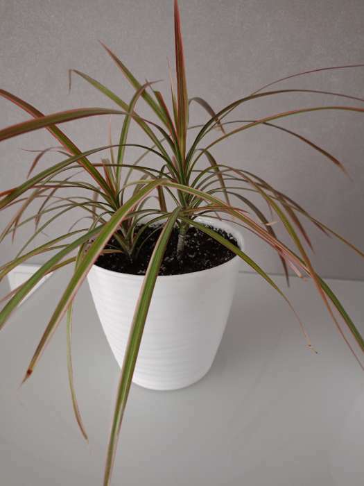 Фотография покупателя товара Горшок для цветов с поддоном Saffron, 5.4 л, d=22.4 см, h=20.5 см, пластиковый, белый - Фото 1