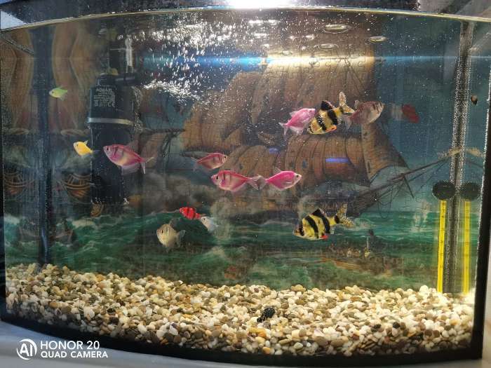 Фотография покупателя товара Грунт для аквариума "Галька Феодосия" №0  2-5 мм 1 кг 450010 - Фото 10