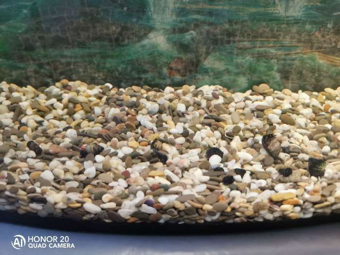 Фотография покупателя товара Грунт для аквариума "Галька Феодосия" №0  2-5 мм 1 кг 450010 - Фото 11