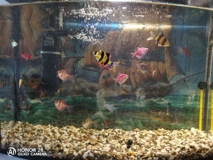 Фотография покупателя товара Грунт для аквариума "Галька Феодосия" №0  2-5 мм 1 кг 450010