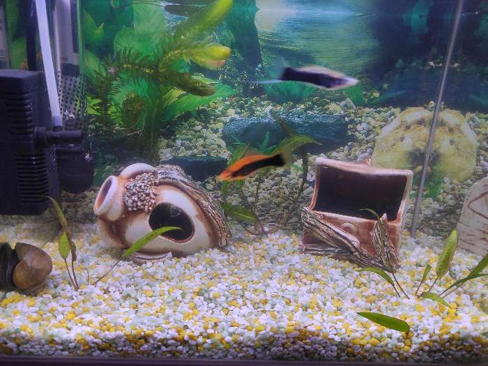 Фотография покупателя товара Декорация для аквариума ''Сундук'', 8×6.5×9 см, микс - Фото 4