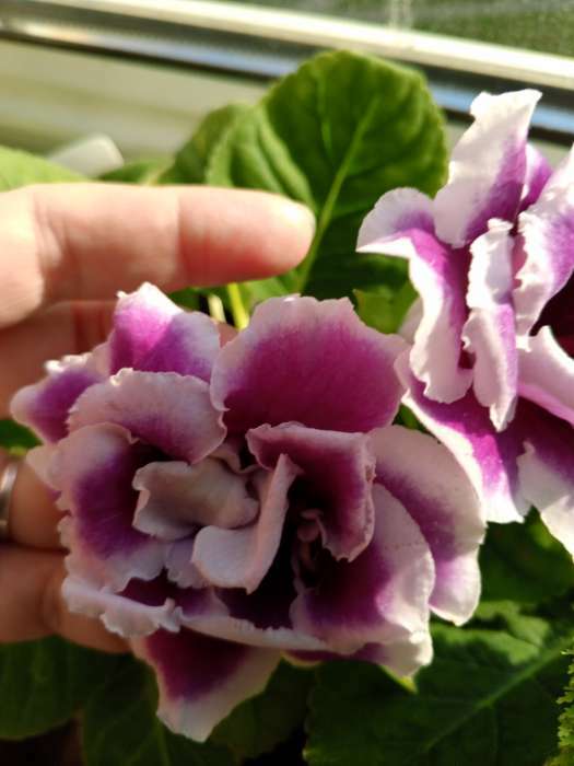 Фотография покупателя товара Семена цветов Глоксиния "Брокада", ц/п,  F1, гранулы, 4 шт. - Фото 16