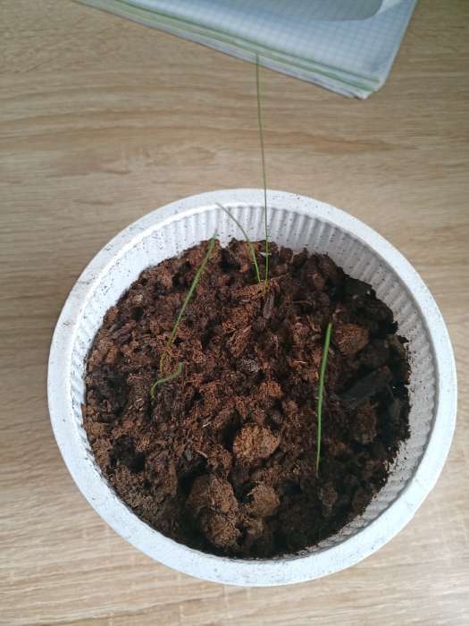 Фотография покупателя товара Семена цветов Овсяница "Синичка", ц/п,  декоративная , 0,1 г - Фото 8