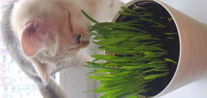Фотография покупателя товара Семена Трава для кошек, 10 г - Фото 1