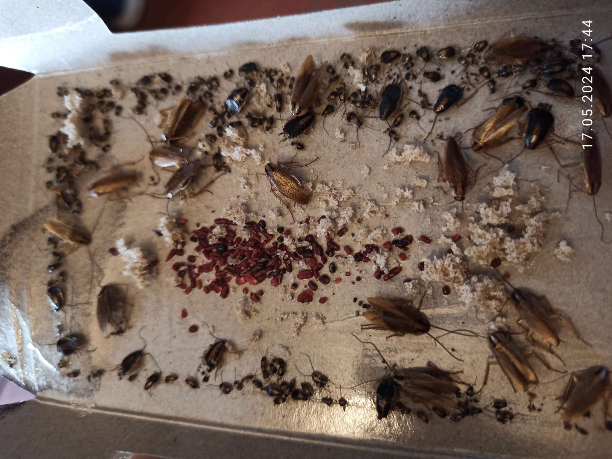 Фотография покупателя товара Клеевая ловушка от тараканов "ARGUS", домик, 1шт.