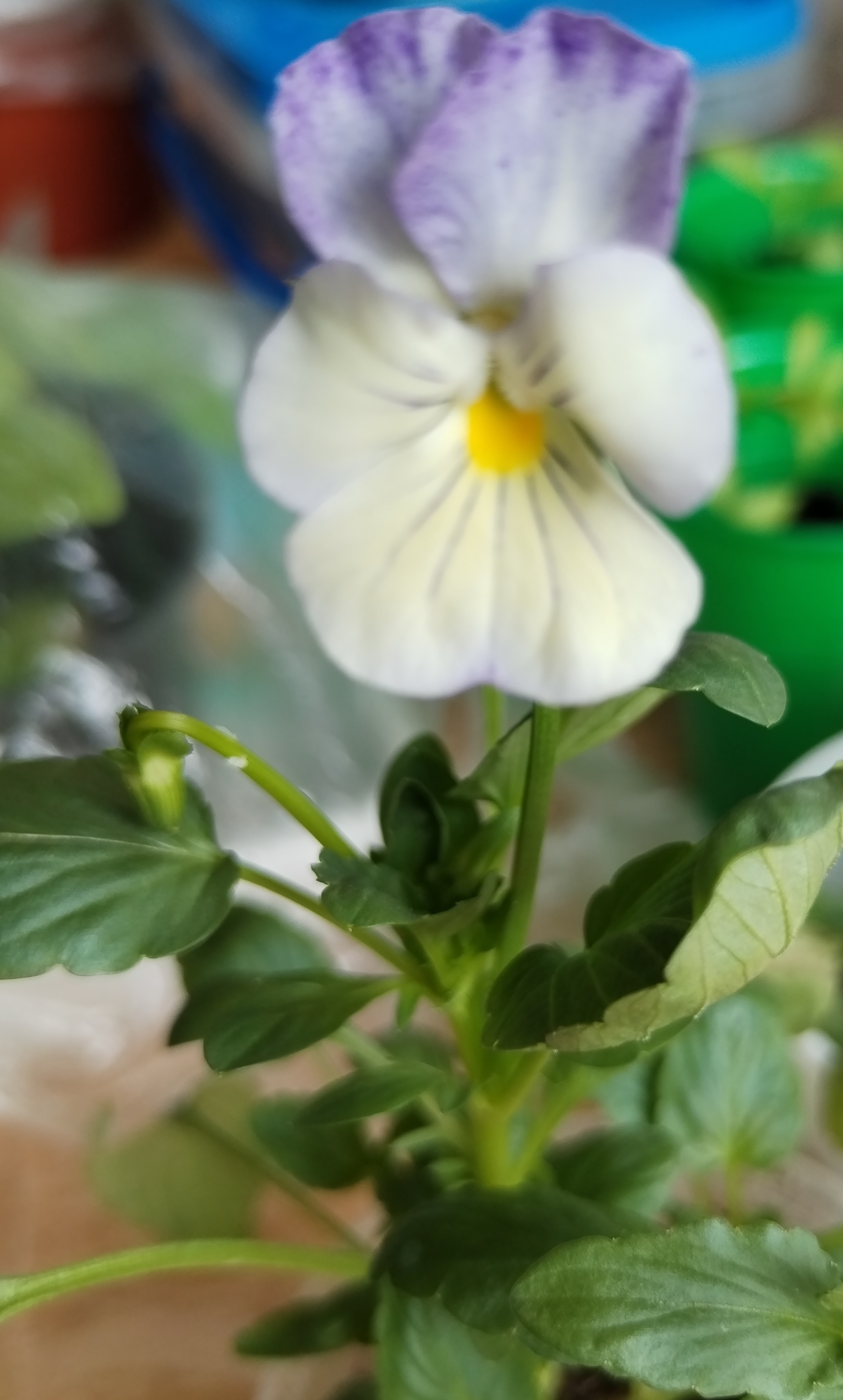 Фотография покупателя товара Семена цветов Виола "Шведские гиганты", серия "Кольчуга", Дв, 0,1 г - Фото 30