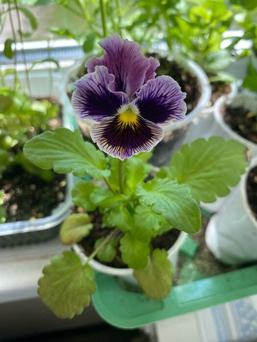 Фотография покупателя товара Семена цветов Виола "Махровое кружево", 4 шт.