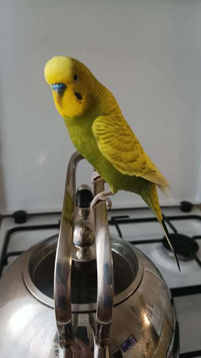 Фотография покупателя товара Корм RIO для волнистых попугаев в период линьки, 1 кг - Фото 1