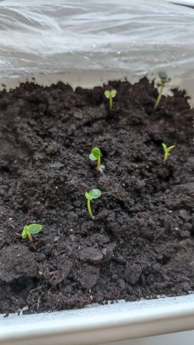 Фотография покупателя товара Семена цветов однолетние Бальзамин «Том Самб» 0.1 г - Фото 2