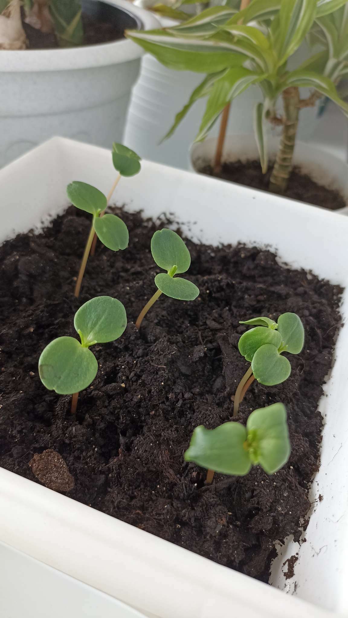 Фотография покупателя товара Семена цветов однолетние Бальзамин «Том Самб» 0.1 г - Фото 3