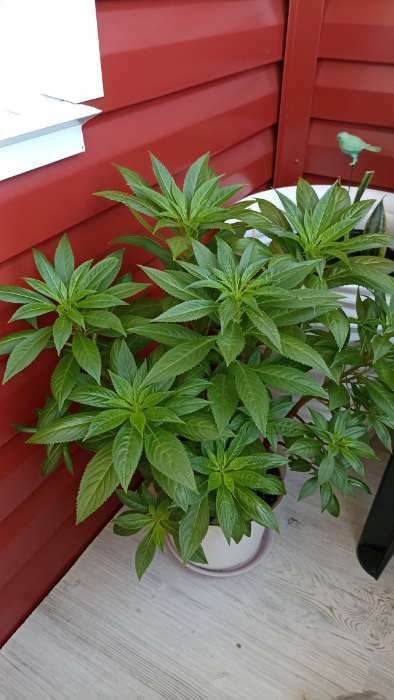 Фотография покупателя товара Семена цветов однолетние Бальзамин «Том Самб» 0.1 г - Фото 4