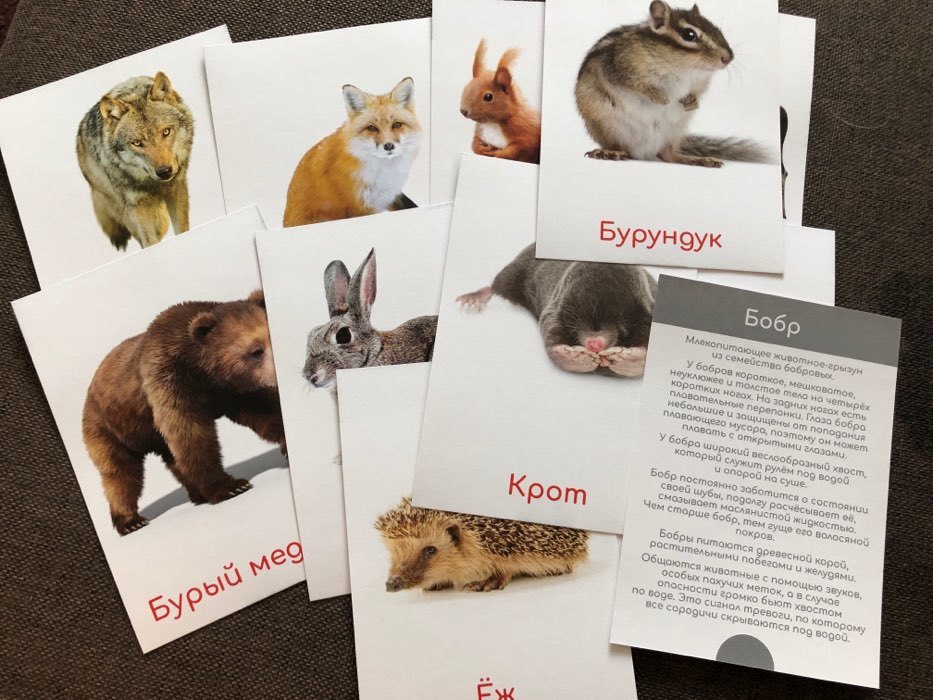 Фотография покупателя товара Обучающие карточки по методике Глена Домана «Дикие животные», 12 карт, А6, в коробке - Фото 1