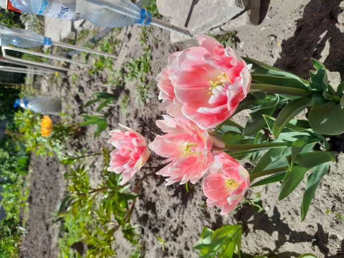 Фотография покупателя товара Тюльпан махровый ранний Фокстрот, р-р 11/12, 5 шт, Весна 2025 - Фото 6