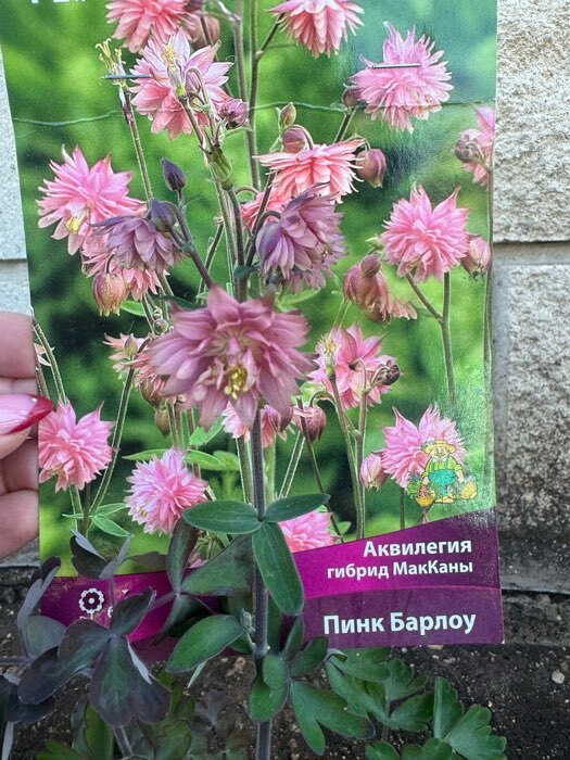 Фотография покупателя товара Аквилегия «гибрид МакКаны Нора Барлоу », корневище в торфогрунте, р-р I, 1 шт. - Фото 4