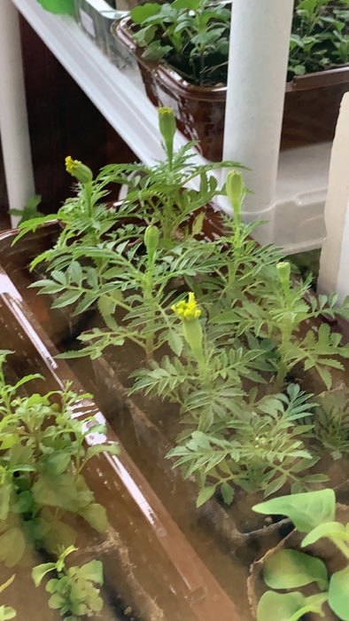 Фотография покупателя товара Семена цветов Бархатцы прямостоячий низкорослый, желтый, О, 0,1 г - Фото 3