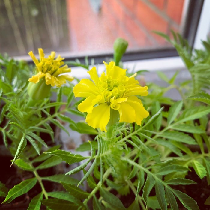 Фотография покупателя товара Семена цветов Бархатцы прямостоячий низкорослый, желтый, О, 0,1 г
