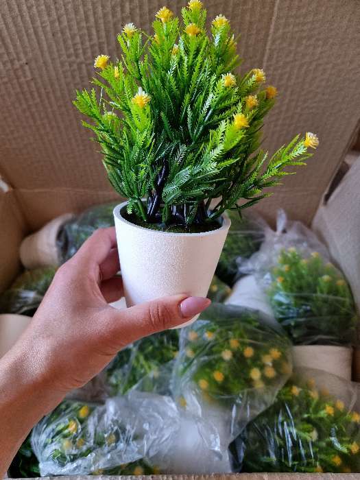Фотография покупателя товара Бонсай в горшке "Остролист с цветочками" 8х18 см, микс - Фото 1