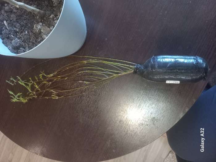 Фотография покупателя товара Ива пурпурная Нана 1 шт., туба, Весна 2026 - Фото 2