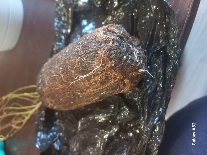 Фотография покупателя товара Ива пурпурная Нана 1 шт., туба, Весна 2026 - Фото 4