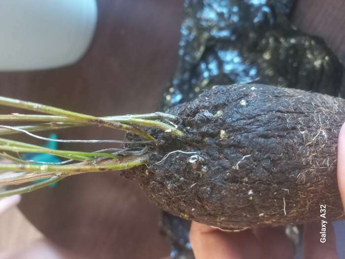 Фотография покупателя товара Ива пурпурная Нана 1 шт., туба, Весна 2026 - Фото 5