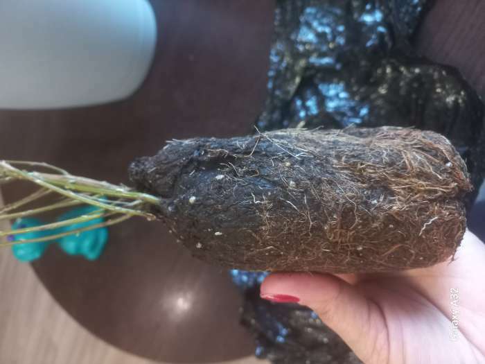 Фотография покупателя товара Ива пурпурная Нана 1 шт., туба, Весна 2026 - Фото 3