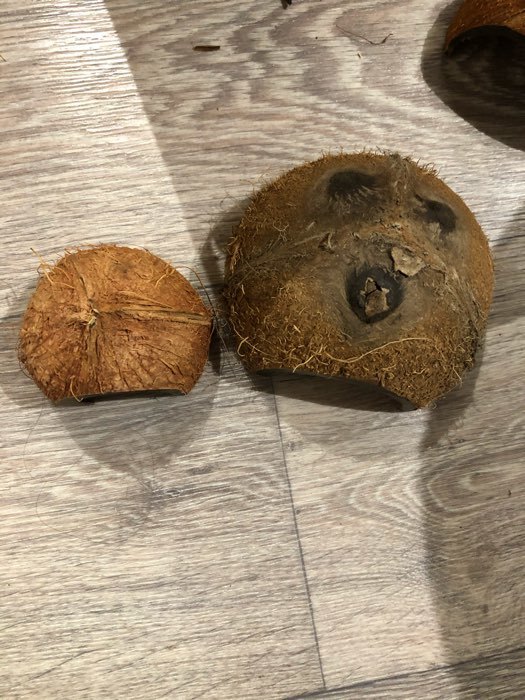 Фотография покупателя товара Скорлупа кокосовая 1/2 для рептилий и грызунов, M - Фото 4