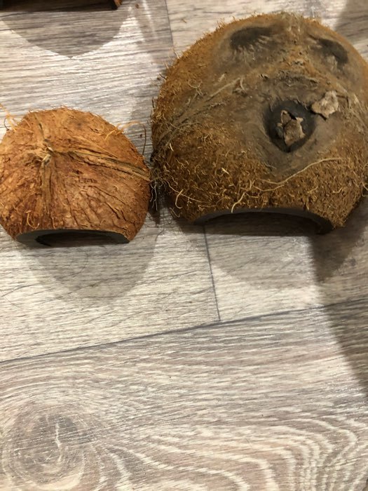 Фотография покупателя товара Скорлупа кокосовая 1/2 для рептилий и грызунов, M - Фото 2