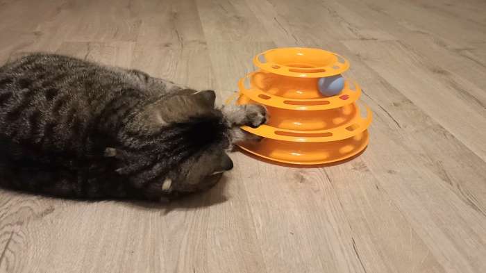 Фотография покупателя товара Игровой комплекс "Пижон" для кошек с 3 шариками, 24,5 х 24,5 х 13 см, оранжевый - Фото 8
