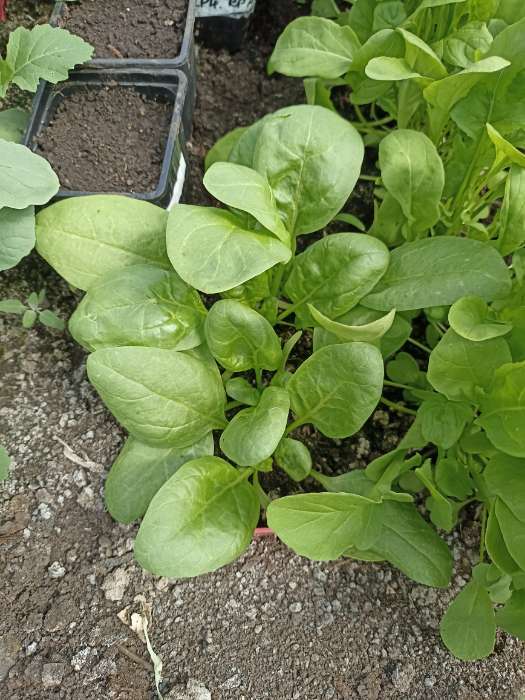 Фотография покупателя товара Семена Шпинат "Крепыш", б/п, 1,0 г - Фото 3