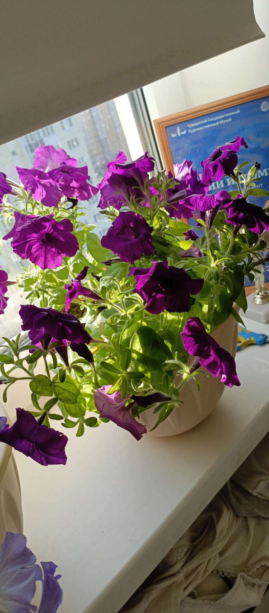 Фотография покупателя товара Семена  Петуния "Мамбо" F1 фиолетовая многоцветковая, 7 шт - Фото 12