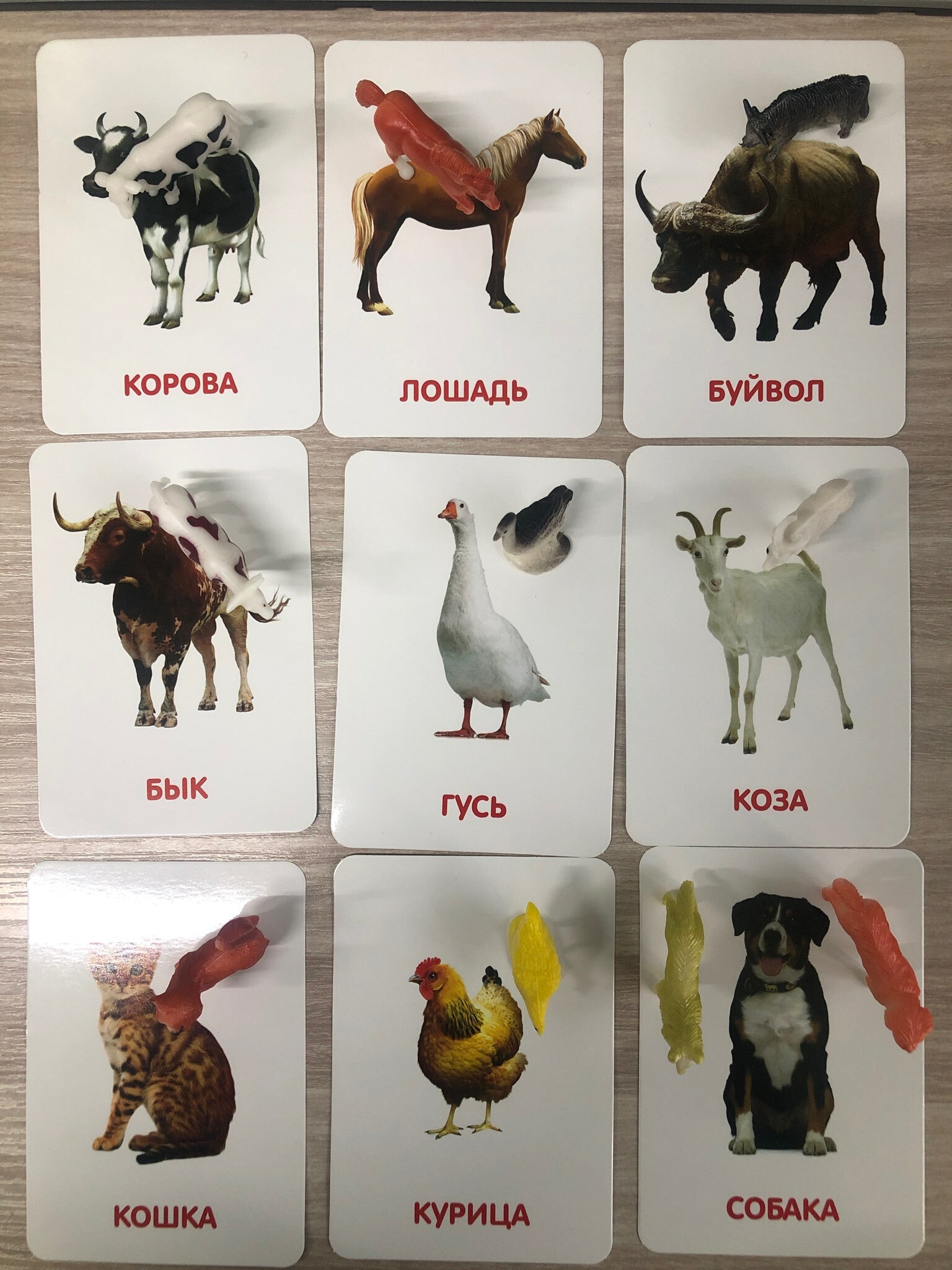 Фотография покупателя товара Развивающий набор фигурок для детей «Домашние животные» с карточками, по методике Домана - Фото 4