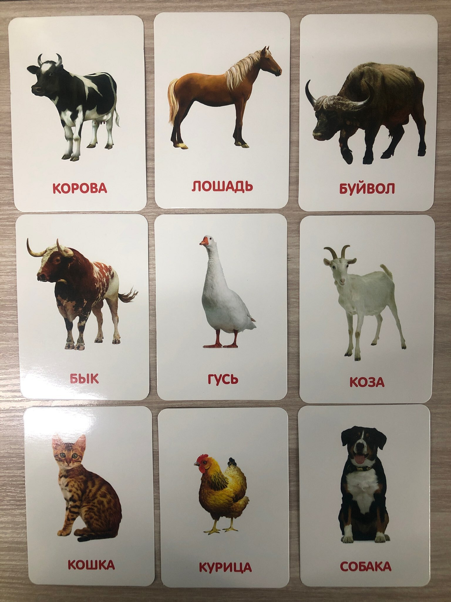 Фотография покупателя товара Развивающий набор фигурок для детей «Домашние животные» с карточками, по методике Домана - Фото 5