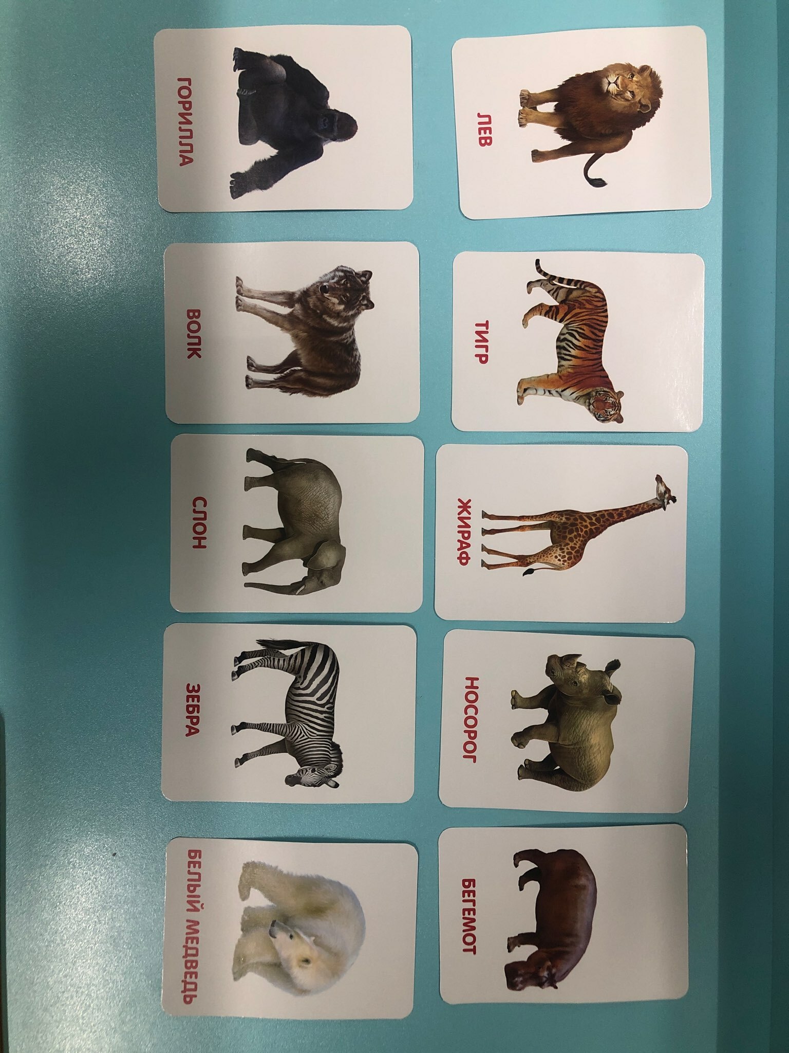 Фотография покупателя товара Развивающий набор фигурок для детей «Дикие животные» с карточками, по методике Домана