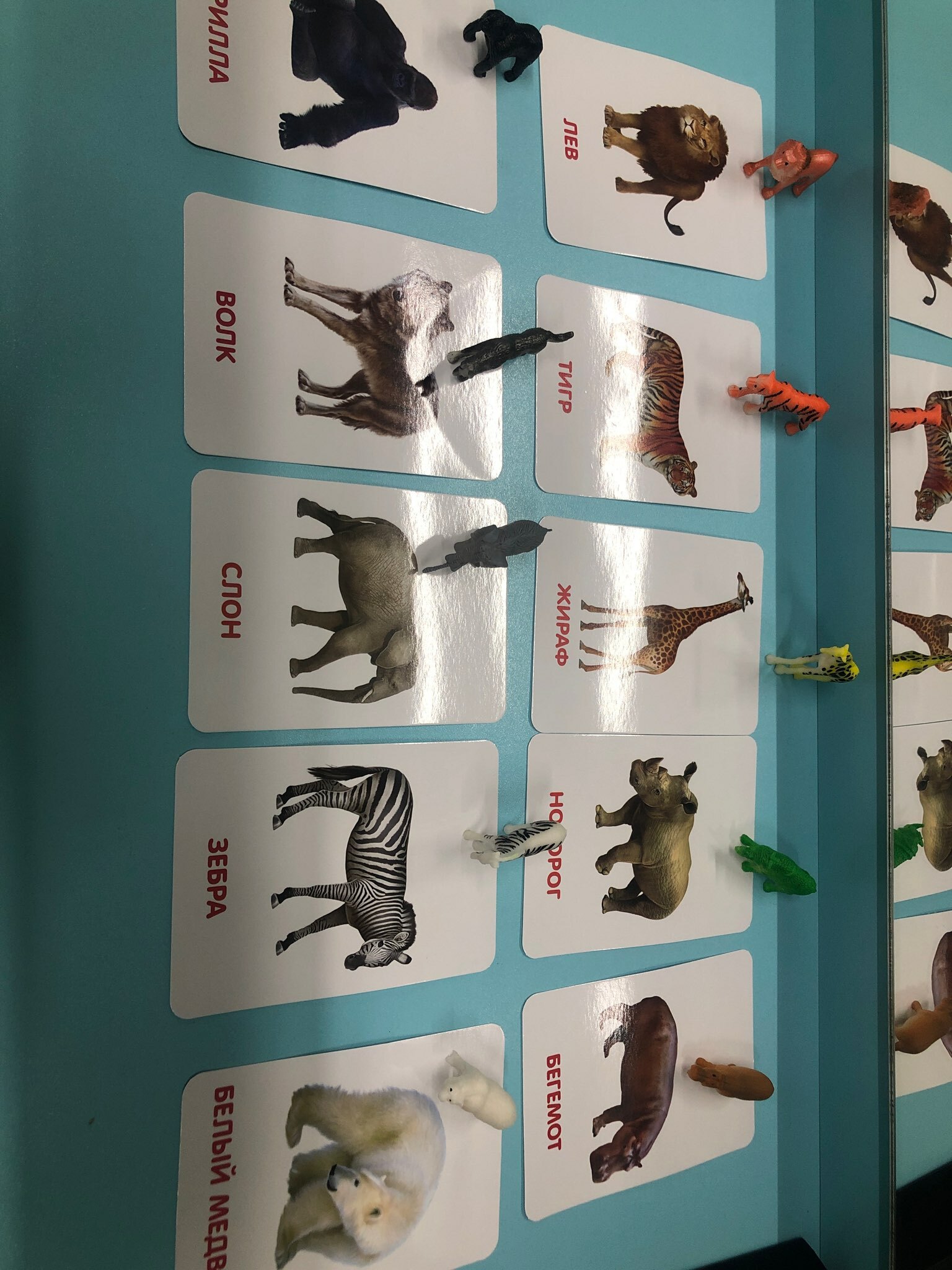 Фотография покупателя товара Развивающий набор фигурок для детей «Дикие животные» с карточками, по методике Домана - Фото 11