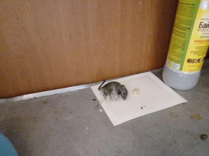 Фотография покупателя товара Клеевая ловушка от мышей Котофей, ловушки-пластины 2 шт - Фото 2