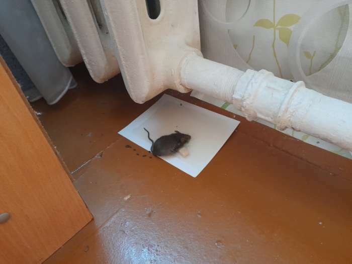 Фотография покупателя товара Клеевая ловушка от мышей Котофей, ловушки-пластины 2 шт - Фото 1